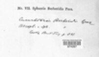 Coniothyrium fuckelii image